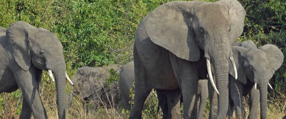 Elephants in Queen Elizabeth National Park