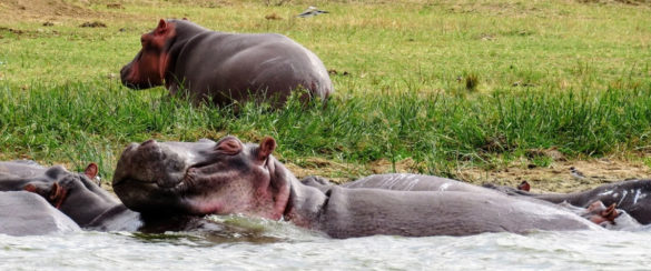 Hippos in Kazinga Channel